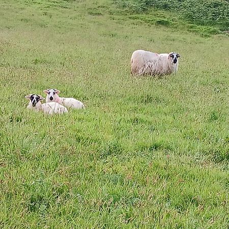 Gleann Loic Farmhouse Villa Dingle Bagian luar foto