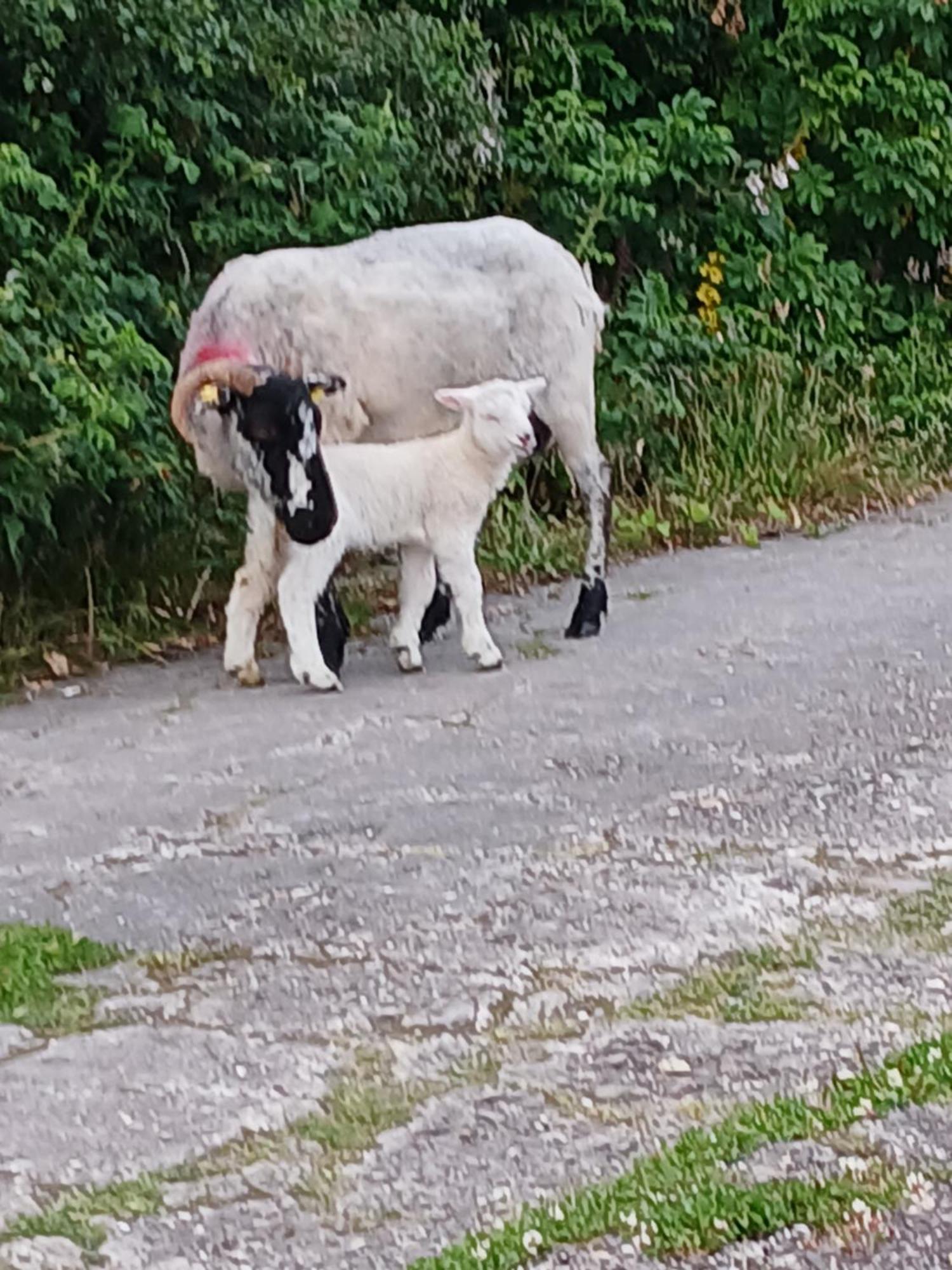 Gleann Loic Farmhouse Villa Dingle Bagian luar foto